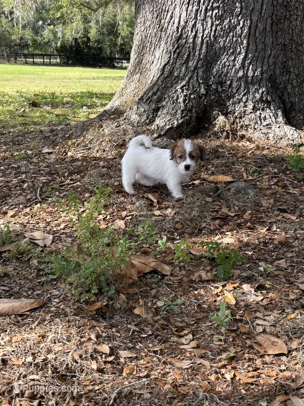 Bruno x Thelma Male #2 – Jack Russell Terrier puppy for sale in Ocala, FL