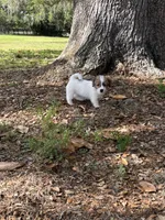 Bruno x Thelma Male #2, a male Jack Russell Terrier for sale in Ocala, FL – 1 of 1