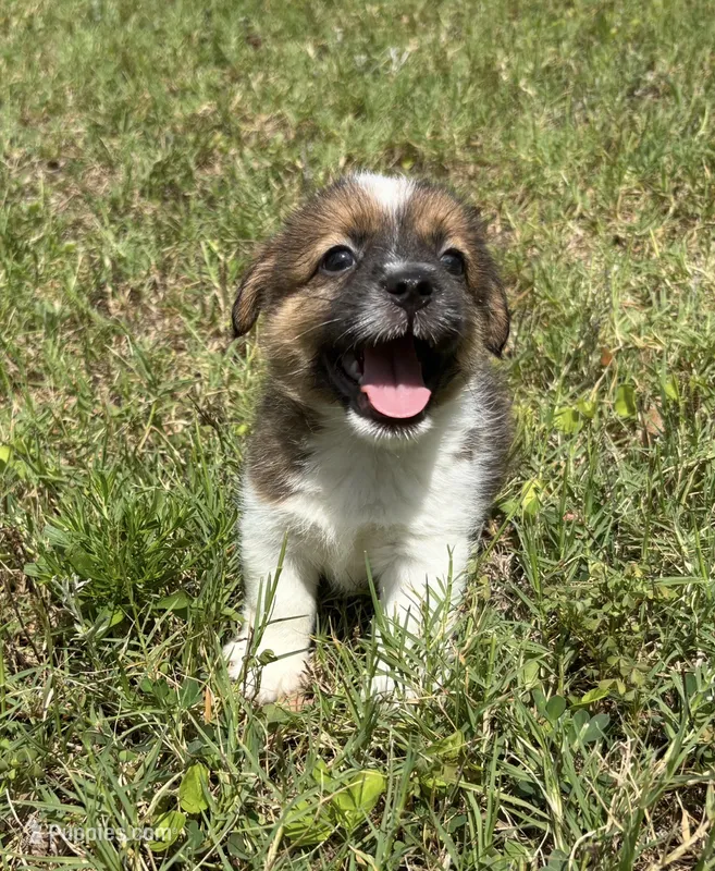 Bruno x Mya Male – Jack Russell Terrier puppy on hold in Ocala, FL