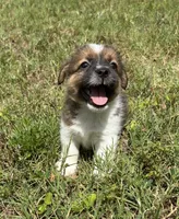 Bruno x Mya Male, a male Jack Russell Terrier for sale in Ocala, FL – 1 of 4