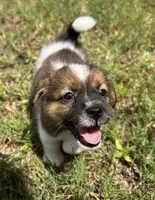 Bruno x Mya Male, a male Jack Russell Terrier for sale in Ocala, FL – 2 of 4