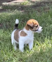 Bruno x Mya Female #3, a female Jack Russell Terrier for sale in Ocala, FL – 3 of 3