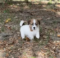 Bruno x Thelma Male, a male Jack Russell Terrier for sale in Ocala, FL – 5 of 5