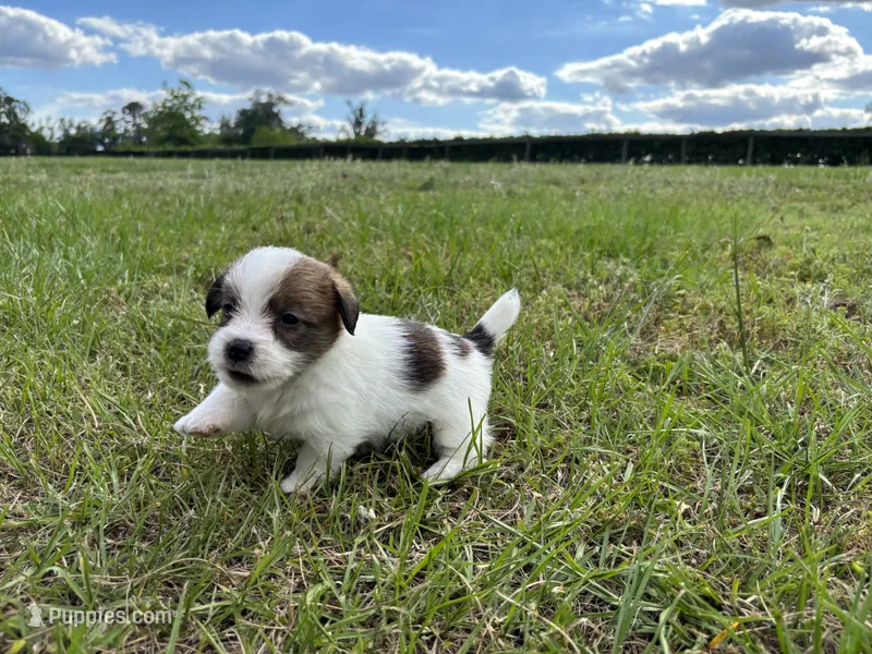 Bruno x Sassy Male #1 – Jack Russell Terrier puppy for sale in Ocala, FL