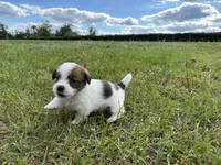 Bruno x Sassy Male #1, a male Jack Russell Terrier for sale in Ocala, FL – 1 of 1
