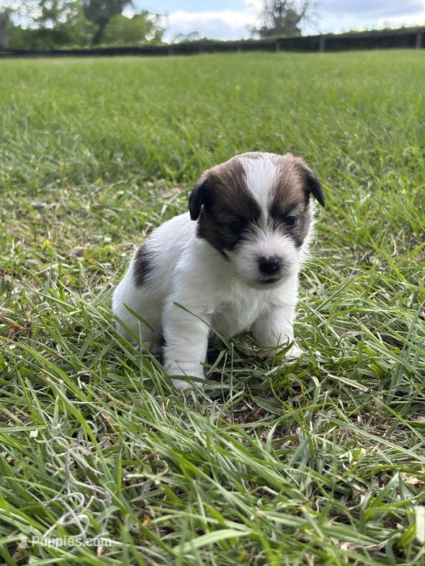 Bruno x Sassy Female #1 – Jack Russell Terrier puppy for sale in Ocala, FL