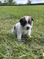 Bruno x Sassy Female #1, a female Jack Russell Terrier for sale in Ocala, FL – 1 of 2