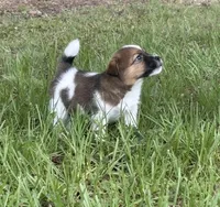 Bruno x Mya Male, a male Jack Russell Terrier for sale in Ocala, FL – 4 of 4