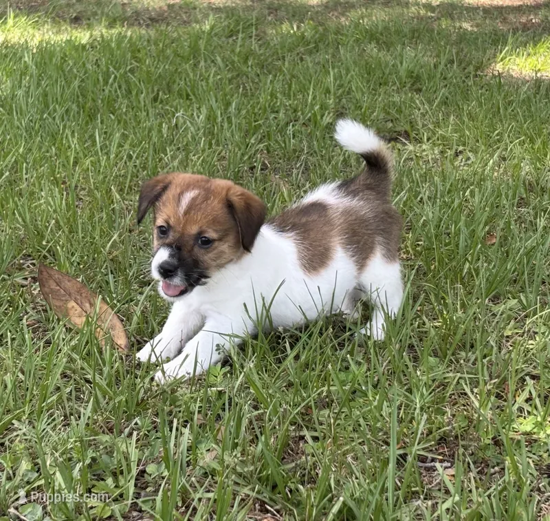 Bruno x Mya Female #3 – Jack Russell Terrier puppy for sale in Ocala, FL