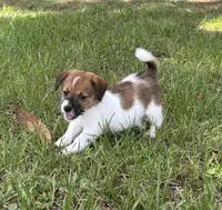 Bruno x Mya Female #3, a female Jack Russell Terrier for sale in Ocala, FL – 1 of 3