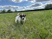 Bruno x Sassy Male #2, a male Jack Russell Terrier for sale in Ocala, FL – 2 of 2