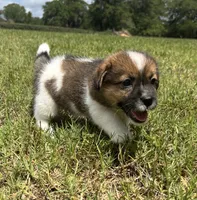 Bruno x Mya Male, a male Jack Russell Terrier for sale in Ocala, FL – 3 of 4