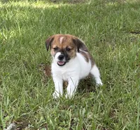 Bruno x Mya Female #3, a female Jack Russell Terrier for sale in Ocala, FL – 2 of 3
