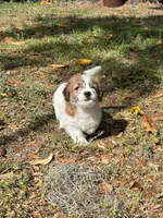 Bruno x Thelma Male, a male Jack Russell Terrier for sale in Ocala, FL – 4 of 5