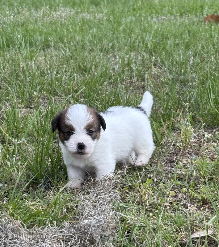 Bruno x Sassy Male #3 – Jack Russell Terrier puppy for sale in Ocala, FL