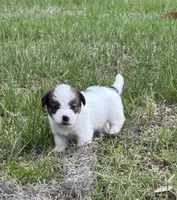 Bruno x Sassy Male #3, a male Jack Russell Terrier for sale in Ocala, FL – 1 of 1