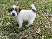 Bruno x Sassy Female #1, a female Jack Russell Terrier for sale in Ocala, FL – 2 of 2