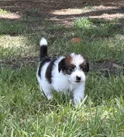 Bruno x Mya Female #2, a female Jack Russell Terrier for sale in Ocala, FL – 2 of 2