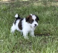 Bruno x Mya Female #2, a female Jack Russell Terrier for sale in Ocala, FL – 1 of 2