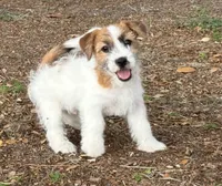Bruno x Thelma Male, a male Jack Russell Terrier for sale in Ocala, FL – 3 of 5