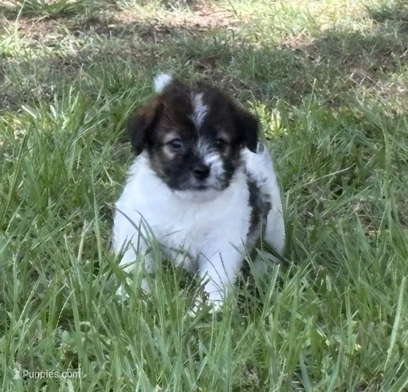 Bruno x Mya Female #1  – Jack Russell Terrier puppy for sale in Ocala, FL