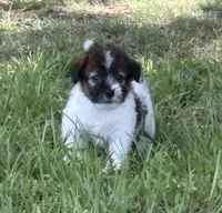 Bruno x Mya Female #1 , a female Jack Russell Terrier for sale in Ocala, FL – 1 of 3