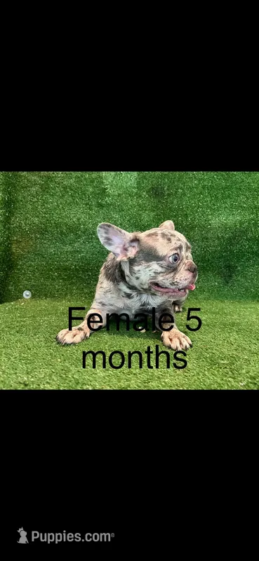 Luna – French Bulldog puppy for sale in Murfreesboro, TN