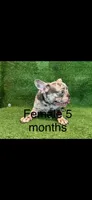 Luna, a female French Bulldog for sale in Murfreesboro, TN – 1 of 1