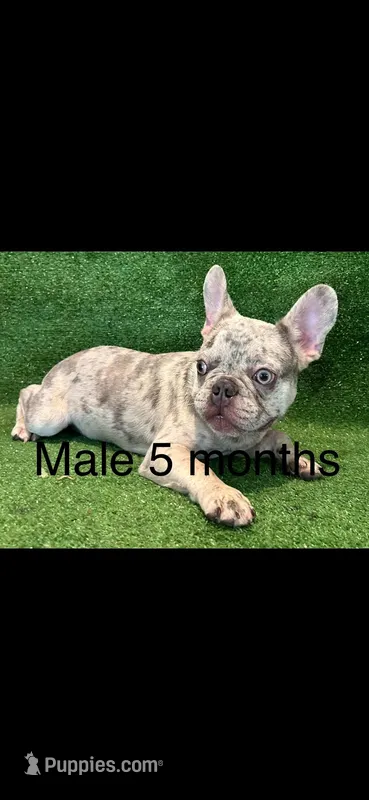 Bruno – French Bulldog puppy for sale in Murfreesboro, TN