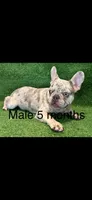 Bruno, a male French Bulldog for sale in Murfreesboro, TN – 1 of 1