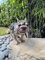 Blue Merle-Female, a female French Bulldog for sale in Tamarac, FL – 8 of 9