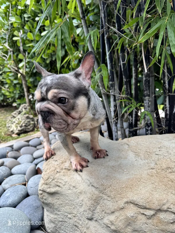 Blue Merle-Female – French Bulldog puppy for sale in Tamarac, FL