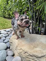 Blue Merle-Female, a female French Bulldog for sale in Tamarac, FL – 9 of 9