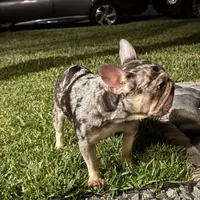 Blue Merle-Female, a female French Bulldog for sale in Tamarac, FL – Photo 3 of 6
