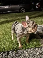 Blue Merle-Female, a female French Bulldog for sale in Tamarac, FL – Photo 2 of 6