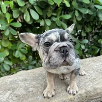 Blue Merle-Female, a female French Bulldog for sale in Tamarac, FL – Photo 1 of 6