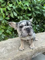 Blue Merle-Female, a female French Bulldog for sale in Tamarac, FL – Photo 3 of 6