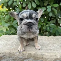Blue Merle-Female, a female French Bulldog for sale in Tamarac, FL – Photo 5 of 6