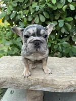 Blue Merle-Female, a female French Bulldog for sale in Tamarac, FL – Photo 5 of 6