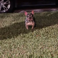 Blue Merle-Female, a female French Bulldog for sale in Tamarac, FL – Photo 6 of 6