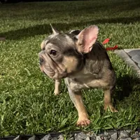 Blue Merle-Female, a female French Bulldog for sale in Tamarac, FL – Photo 2 of 6