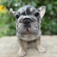 Blue Merle-Female, a female French Bulldog for sale in Tamarac, FL – Photo 4 of 6