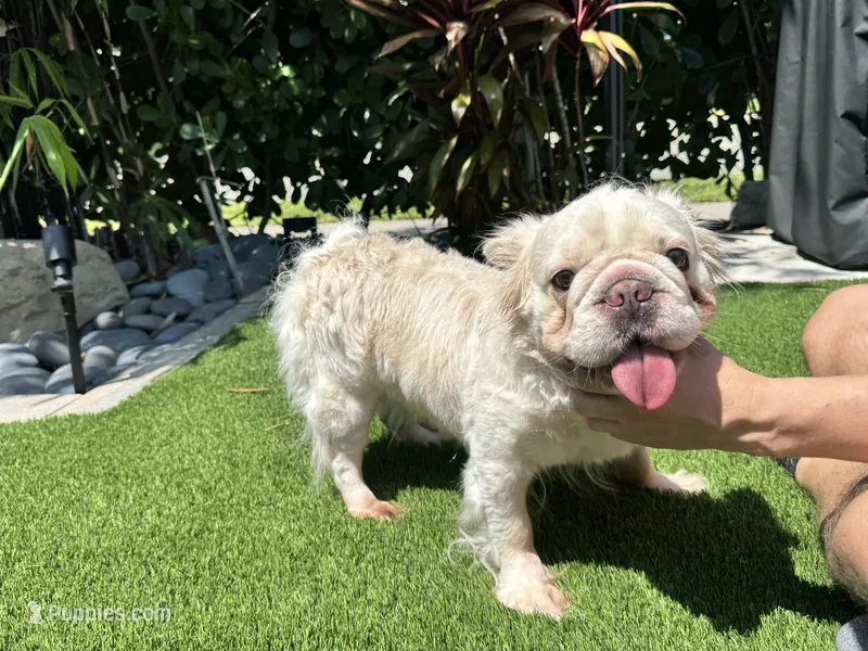 Fluffy cream- Bigrope in heat – French Bulldog puppy for sale in Tamarac, FL
