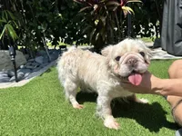 Fluffy cream- Bigrope in heat, a female French Bulldog for sale in Tamarac, FL – 1 of 8
