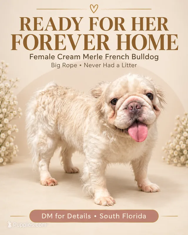 Fluffy cream- Bigrope – French Bulldog puppy for sale in Tamarac, FL