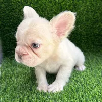 Fluffy cream- Bigrope, a female French Bulldog for sale in Tamarac, FL – Photo 7 of 9