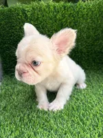 Fluffy cream- Bigrope, a female French Bulldog for sale in Tamarac, FL – Photo 7 of 9