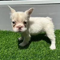 Fluffy cream- Bigrope, a female French Bulldog for sale in Tamarac, FL – Photo 6 of 9