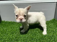 Fluffy cream- Bigrope, a female French Bulldog for sale in Tamarac, FL – Photo 6 of 9