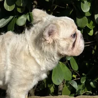 Fluffy cream- Bigrope, a female French Bulldog for sale in Tamarac, FL – Photo 3 of 9